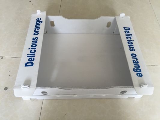Polypropyleen 5mm Golfdozen voor Fruit Waterdichte Verpakking