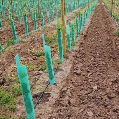 Van de Wachtcorflute vine protectors van de polypropyleen het Plastic Boom Antieffect