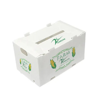 Het polypropyleen Golf Plastic Vervoer van de de Verpakkingsopslag van de Fruitdoos