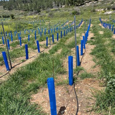Corflute Tree Guard geschikt voor tuiniers, tuinarchitecten en boomkwekerijen op zoek naar duurzame tubes voor de bescherming van zaailingen