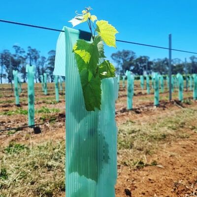 Mantis Fluted Tree Guards – Durable, Eco-Friendly, and Reusable Protection for Young Trees Against Wind, Herbicide Drift, and Foraging Animals, with Customizable Sizes and Optional Logo Printing